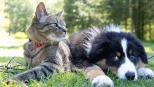 Paws & Pennies: Budgeting Wisely for Your Furry Friends